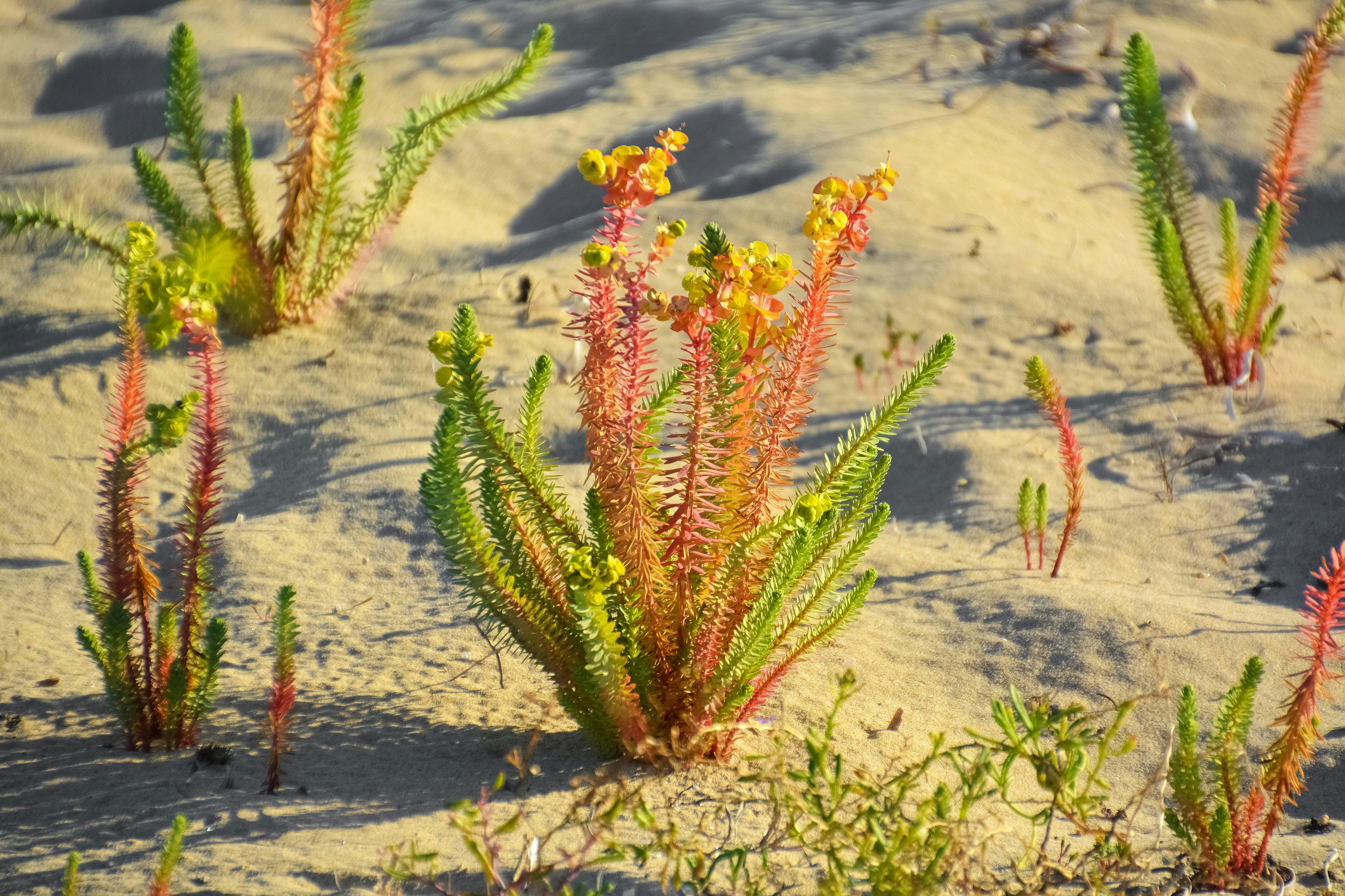 green and red plant on gray sand